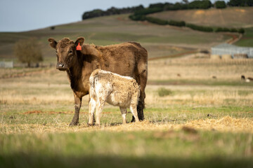 growing real healthy food. beautiful cattle in Australia  eating grass, grazing on pasture. Herd of cows free range beef being regenerative raised on an agricultural farm. Sustainable farming
