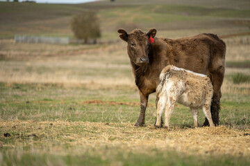 growing real healthy food. beautiful cattle in Australia  eating grass, grazing on pasture. Herd of cows free range beef being regenerative raised on an agricultural farm. Sustainable farming