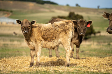 growing real healthy food. beautiful cattle in Australia  eating grass, grazing on pasture. Herd of cows free range beef being regenerative raised on an agricultural farm. Sustainable farming