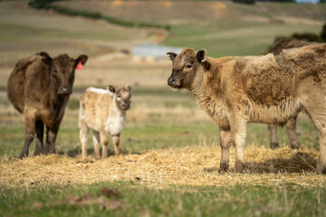 growing real healthy food. beautiful cattle in Australia  eating grass, grazing on pasture. Herd of cows free range beef being regenerative raised on an agricultural farm. Sustainable farming