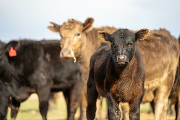 growing real healthy food. beautiful cattle in Australia  eating grass, grazing on pasture. Herd of cows free range beef being regenerative raised on an agricultural farm. Sustainable farming
