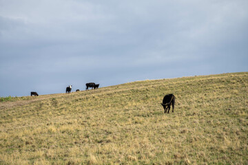 growing real healthy food. beautiful cattle in Australia  eating grass, grazing on pasture. Herd of cows free range beef being regenerative raised on an agricultural farm. Sustainable farming