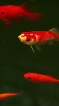 Colorful decorative red Japanese Koi Carps Fish (Cyprinus carpio) in an artificial pond top view
