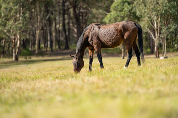 wild horse in a woodland grazing on grass eating pasture