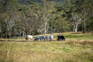 herd of cattle eating grass in a paddock on an agricultural field crop