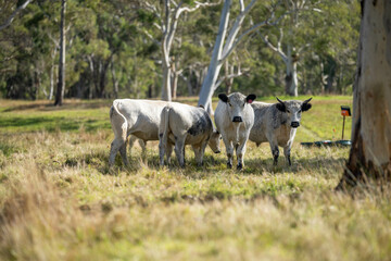 herd of cattle eating grass in a paddock on an agricultural field crop