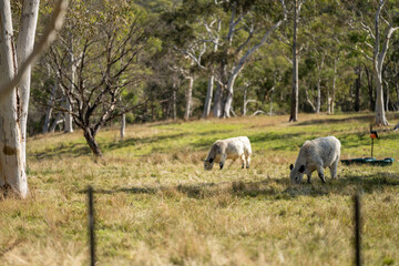 cows in a field eating grass and building soil carbon