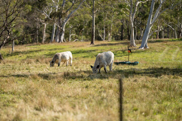 herd of cattle eating grass in a paddock on an agricultural field crop