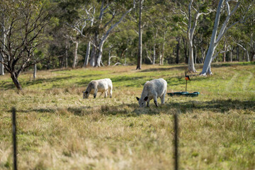Fototapeta premium speckle park cows and bull on a farm eating grass and living free range