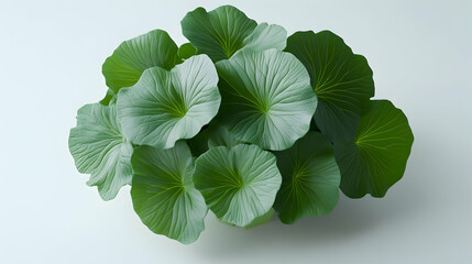 A cluster of large, green leaves with prominent veins, arranged in a circular shape on a white background.