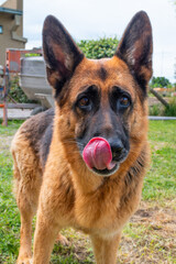 German Shepherd Dog IN CLOSE-UP WITH TONGUE OUT