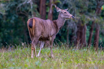 Smaller and without horns, the horns are not hollow, spiral, and some can branch like a tree branch. No gallbladder It prefers to be alone alone, except for mating season.