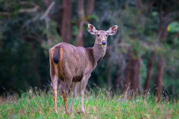 Smaller and without horns, the horns are not hollow, spiral, and some can branch like a tree branch. No gallbladder It prefers to be alone alone, except for mating season.