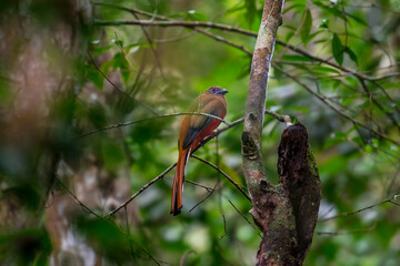 Orange-breasted Trogon Gray breast, lighter belly than males. Brown and black striped wings. Phetchaburi, Thailand.	