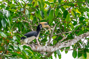 The bill and large hump are yellow. The face is black. The throat is white or yellowish-white. The body is black. The wings are black with a wide yellow stripe running down the middle of the wings.	