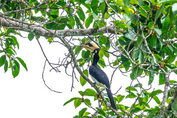 The bill and large hump are yellow. The face is black. The throat is white or yellowish-white. The body is black. The wings are black with a wide yellow stripe running down the middle of the wings.	