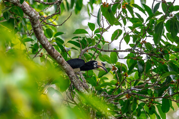 The bill and large hump are yellow. The face is black. The throat is white or yellowish-white. The body is black. The wings are black with a wide yellow stripe running down the middle of the wings.	