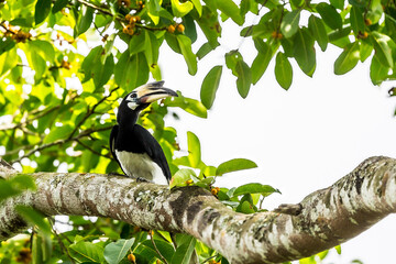 The bill and large hump are yellow. The face is black. The throat is white or yellowish-white. The body is black. The wings are black with a wide yellow stripe running down the middle of the wings.	