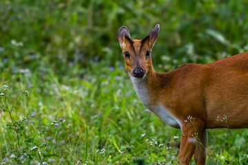 The hair on the body is brown. Have other colors mixed up He's smaller than other genus deer. Under the eyes there are clearly visible lacrimal glands.