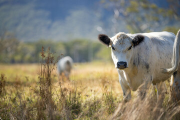 herd of cattle eating grass in a paddock on an agricultural field crop