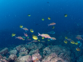 美しいチョウチョウウオ（チョウチョウウオ科）、メジナ（イスズミ科）、ホウライヒメジ（ヒメジ科）他の群れ。
英名学名：Largescale Blackfish (Girella punctata), Whitesaddle goatfish (Parupeneus ciliatus), Oriental ButterflyFish (Chaetodon aurites)
中木ヒリゾ浜2024年
