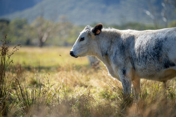 herd of cattle eating grass in a paddock on an agricultural field crop
