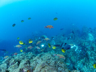 美しいチョウチョウウオ（チョウチョウウオ科）、メジナ（イスズミ科）、ホウライヒメジ（ヒメジ科）他の群れ。
英名学名：Largescale Blackfish (Girella punctata), Whitesaddle goatfish (Parupeneus ciliatus), Oriental ButterflyFish (Chaetodon aurites)
中木ヒリゾ浜2024年
