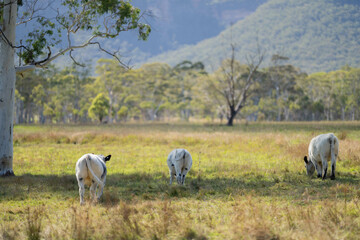 cows in a field eating grass and building soil carbon