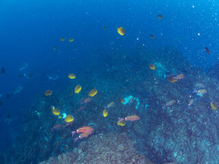 Fototapeta premium 美しいチョウチョウウオ（チョウチョウウオ科）、メジナ（イスズミ科）、ホウライヒメジ（ヒメジ科）他の群れ。 英名学名：Largescale Blackfish (Girella punctata), Whitesaddle goatfish (Parupeneus ciliatus), Oriental ButterflyFish (Chaetodon aurites) 中木ヒリゾ浜2024年 