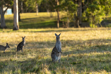 kangaroo in the bush in australia looking at camera