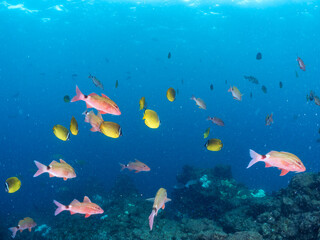 美しいチョウチョウウオ（チョウチョウウオ科）、メジナ（イスズミ科）、ホウライヒメジ（ヒメジ科）他の群れ。
英名学名：Largescale Blackfish (Girella punctata), Whitesaddle goatfish (Parupeneus ciliatus), Oriental ButterflyFish (Chaetodon aurites)
中木ヒリゾ浜2024年
