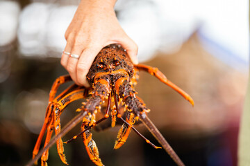lobster fishing boat catching fish in pots and traps for the seafood industry