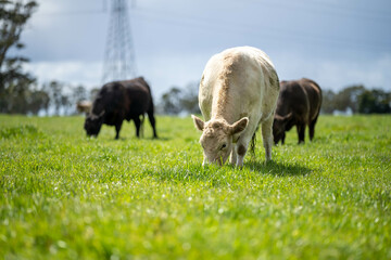 mongolia, grassland, animals, natural, real, range, free, grow, food, beef, cow, cattle, cows, wagyu, new zealand, summer, africa, african, agricultural, agriculture, agronomy, america, american, angu