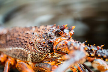 lobster fishing boat catching fish in pots and traps for the seafood industry