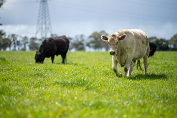 beautiful cattle in Australia  eating grass, grazing on pasture. Herd of cows free range beef being regenerative raised on an agricultural farm. Sustainable farming