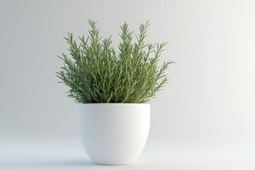 Small rosemary plants thrive in a stylish white pot for your home decor