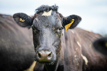 Naklejka premium Beef cows and calves grazing on grass on a beef cattle farm in Australia. breeds include murray grey, angus and wagyu