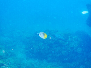 美しいトゲチョウチョウウオ（チョウチョウオ科）他。
英名学名：Threadfin Butterflyfish (Chaetodon Auriga)
静岡県伊豆半島賀茂郡南伊豆町中木ヒリゾ浜2024年
