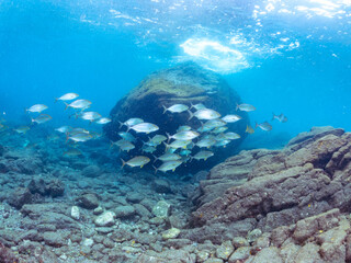 キビナゴの大群を襲う迫力あるカンパチ（アジ科）の群れ。
英名学名：Greater Amberjack (Seriola dumerili)
Silver-Stripe Round Herrings (Spratelloides gracilis)
静岡県伊豆半島賀茂郡南伊豆町中木ヒリゾ浜2024年
