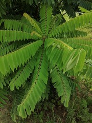 The attractive shape of starfruit tree leaves, making them sour is usually used for cooking.
