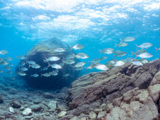 キビナゴの大群を襲う迫力あるカンパチ（アジ科）の群れ。
英名学名：Greater Amberjack (Seriola dumerili)
Silver-Stripe Round Herrings (Spratelloides gracilis)
静岡県伊豆半島賀茂郡南伊豆町中木ヒリゾ浜2024年
