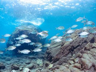 キビナゴの大群を襲う迫力あるカンパチ（アジ科）の群れ。
英名学名：Greater Amberjack (Seriola dumerili)
Silver-Stripe Round Herrings (Spratelloides gracilis)
静岡県伊豆半島賀茂郡南伊豆町中木ヒリゾ浜2024年
