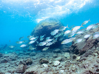 キビナゴの大群を襲う迫力あるカンパチ（アジ科）の群れ。
英名学名：Greater Amberjack (Seriola dumerili)
Silver-Stripe Round Herrings (Spratelloides gracilis)
静岡県伊豆半島賀茂郡南伊豆町中木ヒリゾ浜2024年
