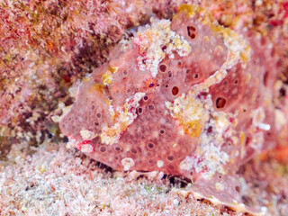 エスカ（触手）を振って魚を呼び寄せて狩る、巨大なオオモンカエルアンコウ（カエルアンコウ科）。
英名学名：Giant Frogfish, Antennarius commersoni
自分よりも大きな獲物でも、１０倍に広がる大きな口で丸呑みにする。
その速度は0.0001秒。生物界最速のハンターである。

静岡県伊豆半島賀茂郡南伊豆町中木ヒリゾ浜2024年
