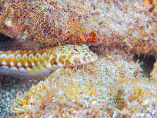 美しいワヌケトラギス（トラギス科）。
英名学名：Black dotted sand perch, Parapercis millepunctata
静岡県伊豆半島賀茂郡南伊豆町中木ヒリゾ浜2024年
