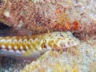 美しいワヌケトラギス（トラギス科）。
英名学名：Black dotted sand perch, Parapercis millepunctata
静岡県伊豆半島賀茂郡南伊豆町中木ヒリゾ浜2024年
