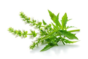 Wormwood Flower isolated on white background.close up.