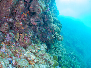 ウミカラマツとキンギョハナダイ、キホシスズメダイ、ツノダシ他
英名学名：Schools of Sea Goldie,Pseudanthias squamipinnis
Northern yellow-spotted chromis, Chromis yamakawai
Moorish Idol, Zanclus cornutus
静岡県伊豆半島賀茂郡南伊豆町中木ヒリゾ浜2024年
