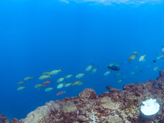 美しいメジナ（イスズミ科）、ホウライヒメジ（ヒメジ科）、チョウチョウウオ（チョウチョウウオ科）他の群れ。
英名学名：Largescale Blackfish (Girella punctata), Whitesaddle goatfish (Parupeneus ciliatus), Oriental ButterflyFish (Chaetodon aurites)
中木ヒリゾ浜2024年
