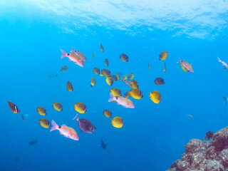 Fototapeta premium 美しいメジナ（イスズミ科）、ホウライヒメジ（ヒメジ科）、チョウチョウウオ（チョウチョウウオ科）他の群れ。 英名学名：Largescale Blackfish (Girella punctata), Whitesaddle goatfish (Parupeneus ciliatus), Oriental ButterflyFish (Chaetodon aurites) 中木ヒリゾ浜2024年 